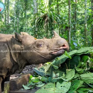 Pahu-Sumatran Rhinoceros in Kelian