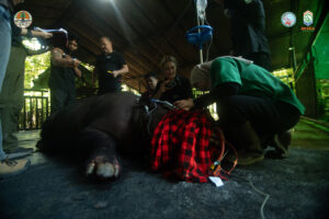 Pahu - Badak Kalimantan di Suaka Badak Kelian